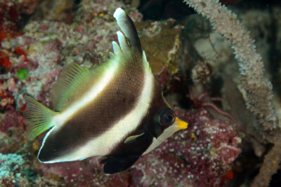 Heniochus chrysostomus Chaetodontidae