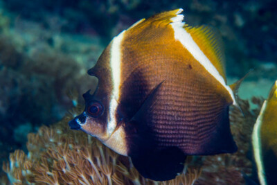 Poisson-cocher cornu Chaetodontidae