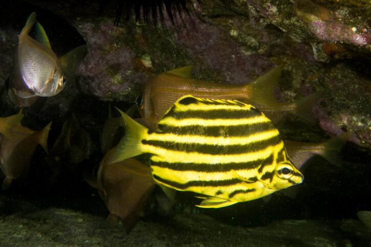 Microcanthus strigatus