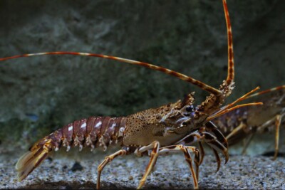 langouste rouge Espèce : langouste rouge