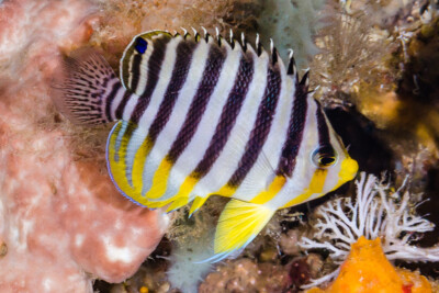 Poisson-ange à rayures Pomacanthidae