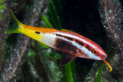 Parupeneus barberinoides Mullidae