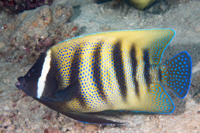 Poisson-ange à six bandes Pomacanthidae