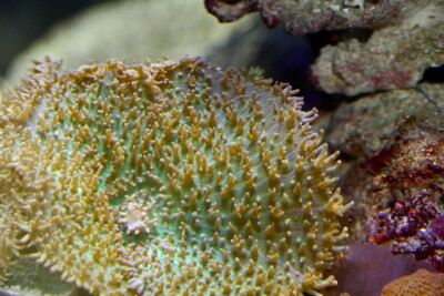 Rhodactis inchoata Discosomidae