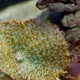 picture of Rhodactis inchoata