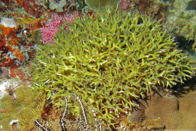 Sériatopore épineux Pocilloporidae