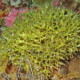 picture of Seriatopora hystrix