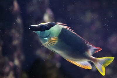 sigan magnifique Siganidae