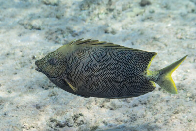 Siganus stellatus Siganidae