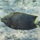 picture of Siganus stellatus