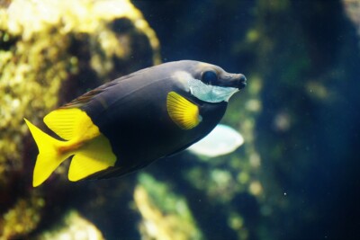 Siganus uspi Siganidae
