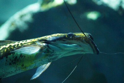 silure spatule Pimelodidae