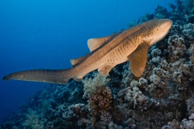 tiburón cebra Espèce : tiburón cebra