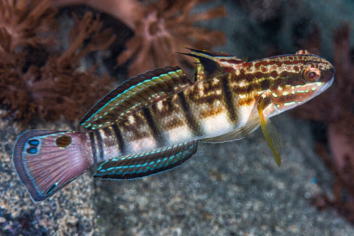 Amblygobius phalaena