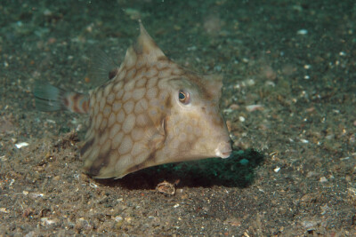 Poisson-coffre à bosse Ostraciidae