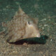 picture of Tetrosomus gibbosus