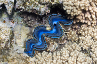 Bénitier commun Cardiidae