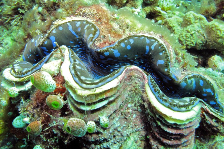 Tridacna maxima - almeja gigante
