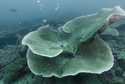 Turbinaria reniformis Dendrophylliidae