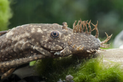 Ancistrus dolichopterus