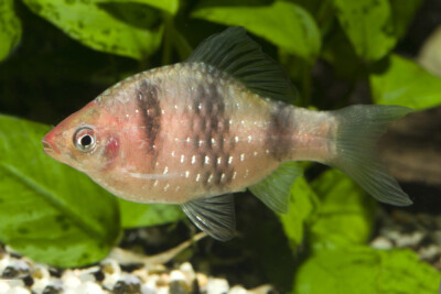 barbus Nigro Cyprinidae