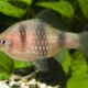 picture of Pethia nigrofasciata