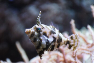 poissons-lime des herbiers Monacanthidae