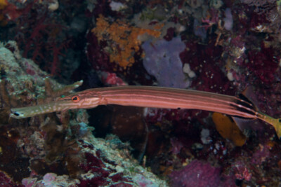 Aulostomus chinensis