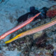 picture of Aulostomus maculatus