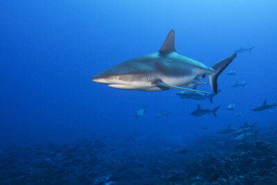 requin gris de récif Carcharhinidae