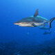 picture of Carcharhinus amblyrhynchos