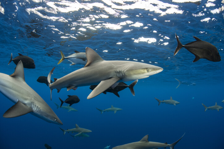 Les populations de requins ont chuté de 70% en 50 ans