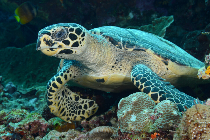Eretmochelys imbricata