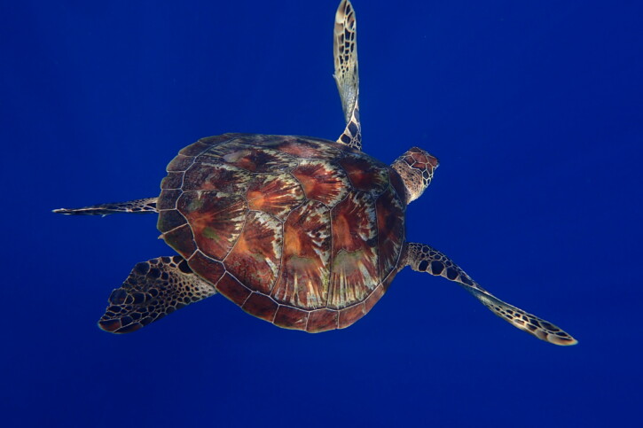Chelonia mydas - tortuga verde