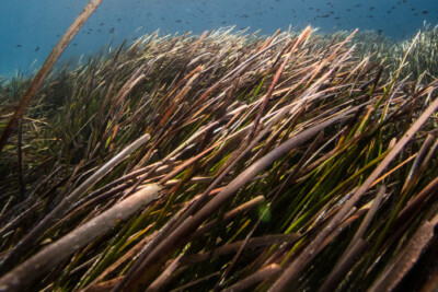posidonia Posidoniaceae