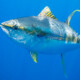 picture of Thunnus albacares