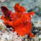 picture of Antennarius pictus