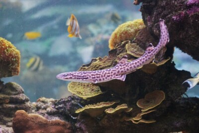 Atelomycterus marmoratus