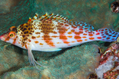 Cirrhitichthys falco