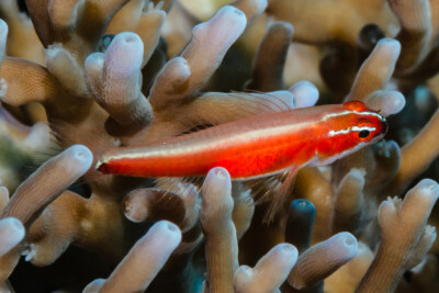 Eviota nigriventris Gobiidae