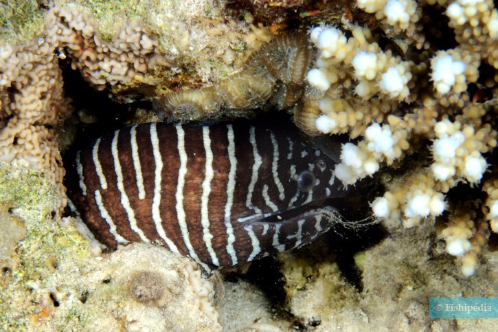 Gymnomuraena zebra