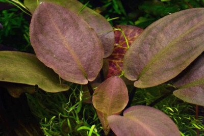 Lagenandra meeboldii Araceae