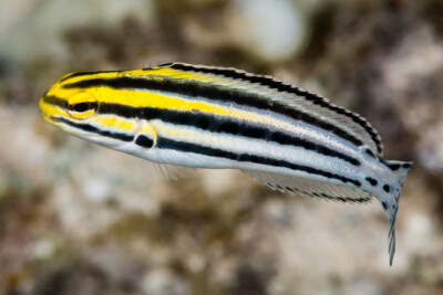 Meiacanthus grammistes Blenniidae