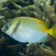 picture of Siganus doliatus