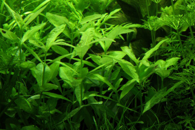Hygrophila polysperma Acanthaceae