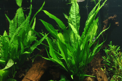 Leptochilus pteropus Polypodiaceae