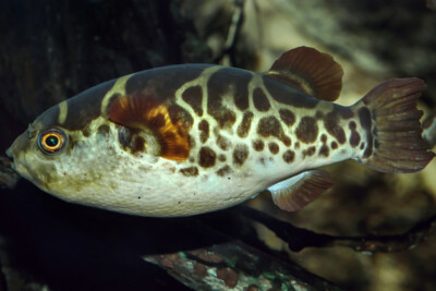 Dichotomyctere fluviatilis