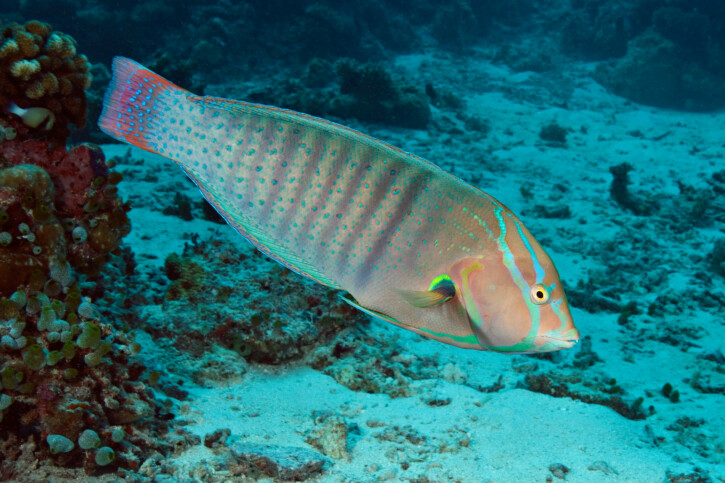 Coris formosa - girelle reine