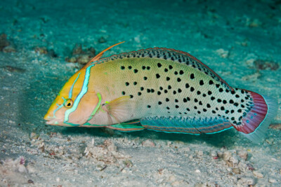 girelle reine Labridae