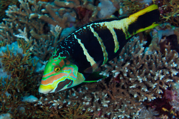 Hemigymnus fasciatus